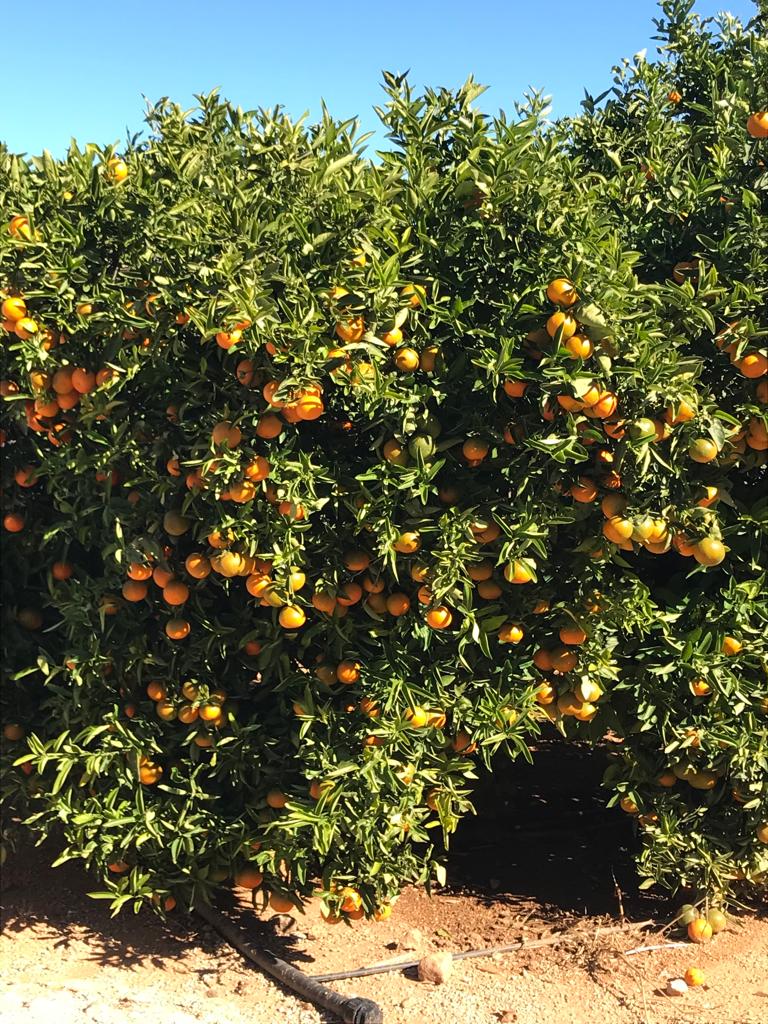 Orangenbäume in Oliva an der Costa del Azahara